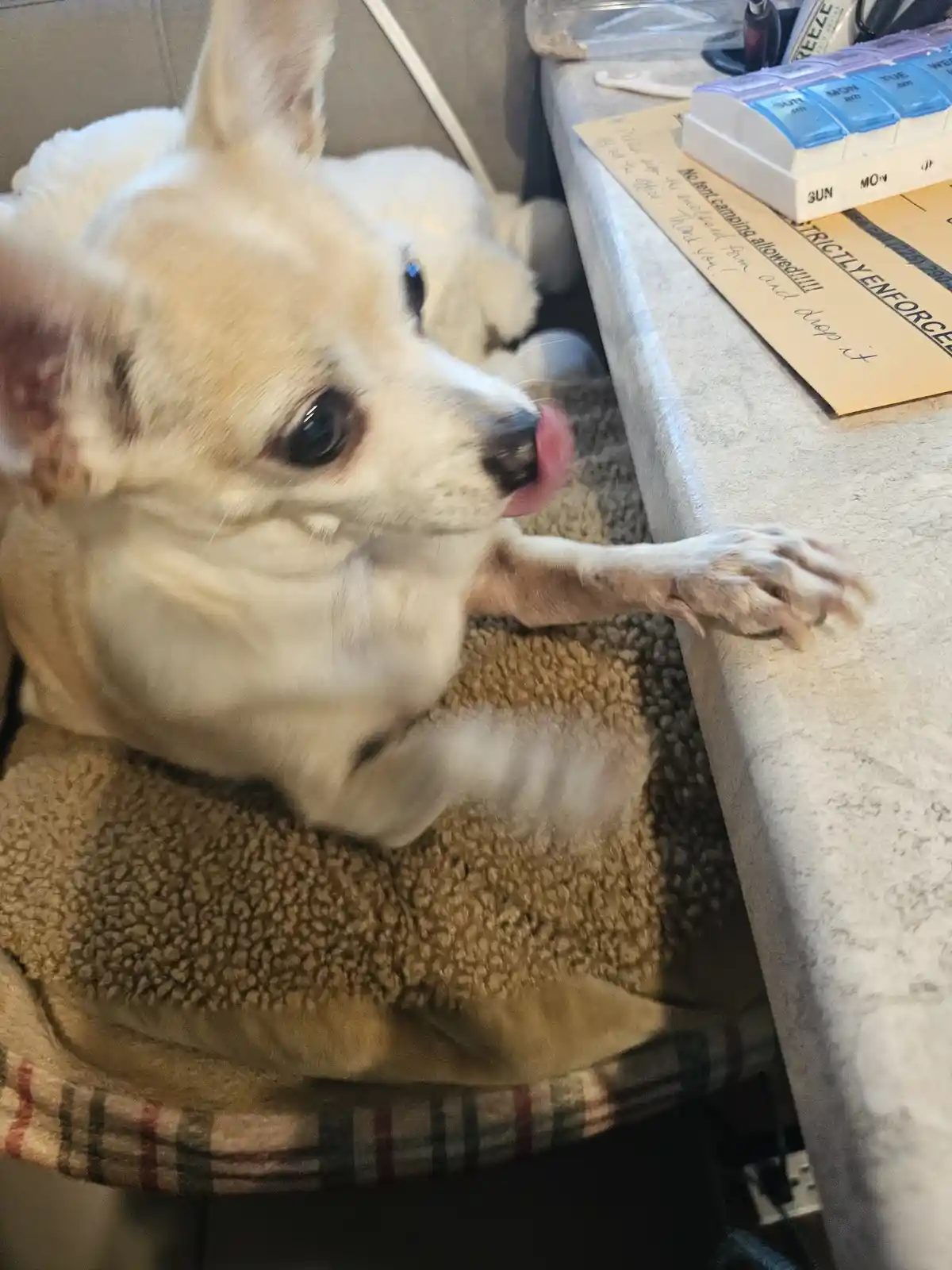 A light-colored chihuahua with large ears and dark eyes is lying on a brown textured blanket, licking its nose while resting…