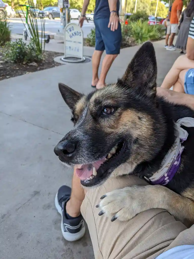 A German Shepherd dog with a purple bandana rests on someone's lap outdoors, looking toward the camera with its mouth open…