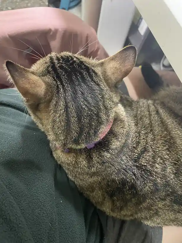 A close-up photo shows the back of a tabby cat's head and shoulders, resting on a person's lap. The cat wears a purple…