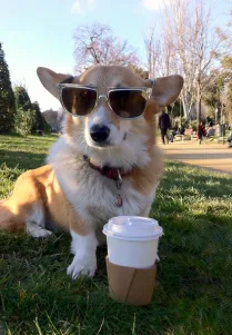 A corgi dog wearing dark sunglasses sits on green grass next to a white disposable coffee cup with a brown paper sleeve. The…