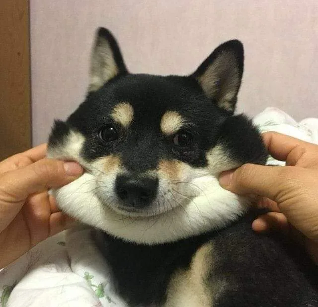 A black and white dog with a fluffy white chest is being held by two human hands that are gently pulling its cheeks outward…