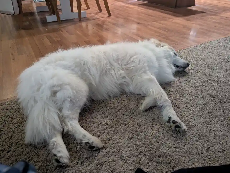 A large, fluffy white dog is lying on its side on a beige carpet, appearing deeply relaxed with its eyes closed. The dog's…
