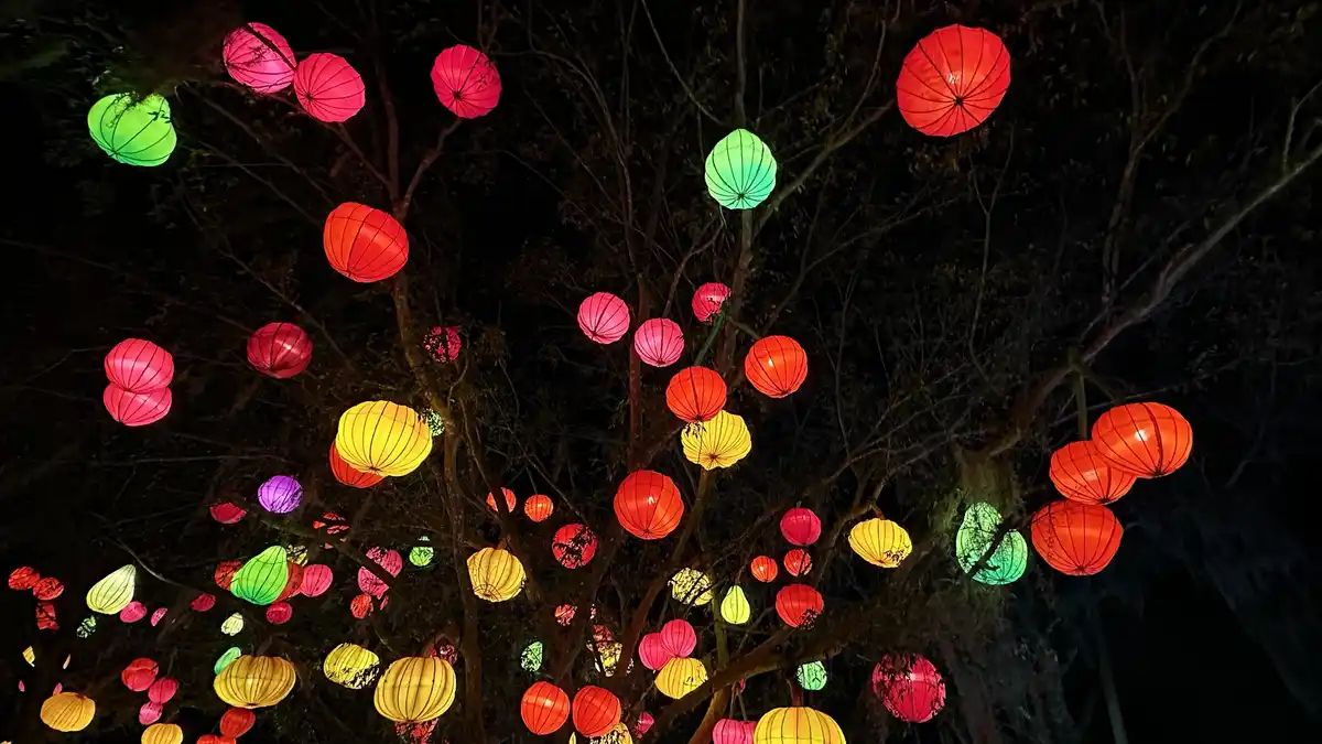 A nighttime photo shows numerous colorful paper lanterns—red, pink, yellow, green, and purple—hanging from tree branches…