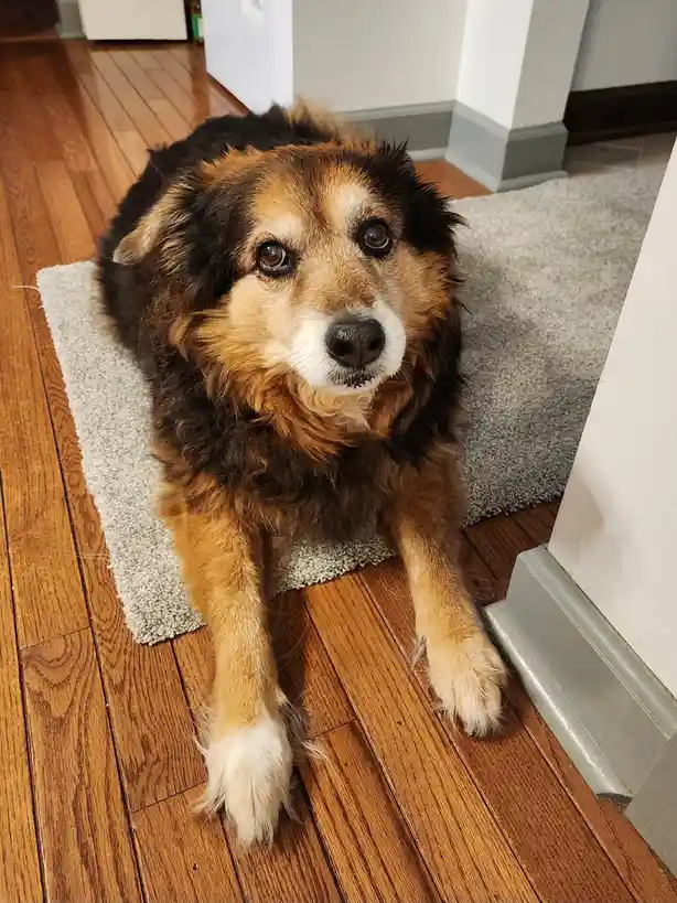A fluffy, medium-sized dog with brown, black, and white fur is lying on a gray rug on a hardwood floor, looking directly at…