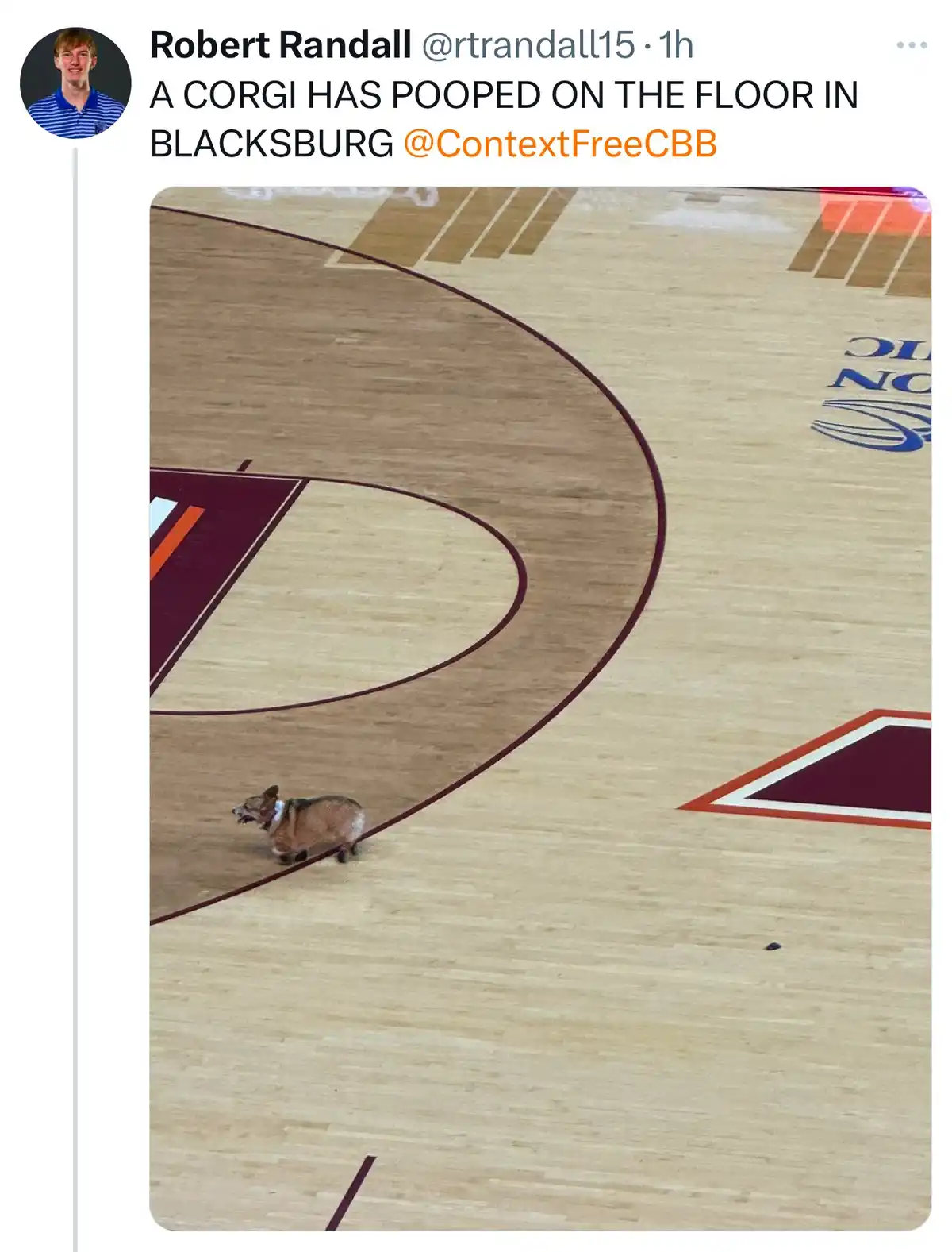 A small corgi dog is standing on a basketball court floor, near the free-throw line. The overlaid text reads 'A CORGI HAS…