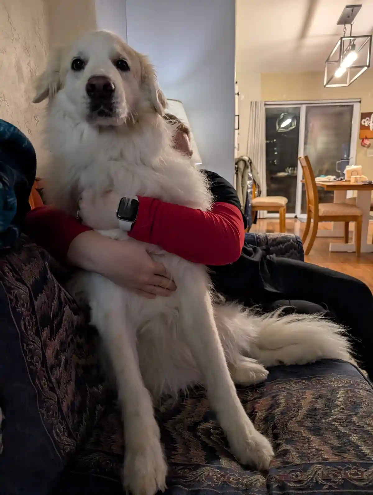 A large, fluffy white dog with a gentle expression is being hugged by a person wearing a red shirt and a smartwatch, sitting…