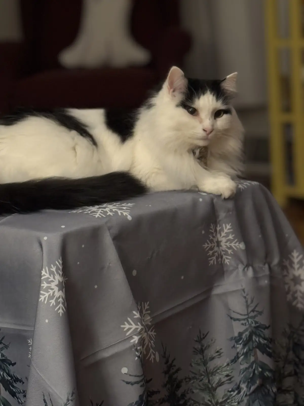 A fluffy black-and-white cat lounges on a grey tablecloth with snowflake and pine tree patterns, looking directly at the…