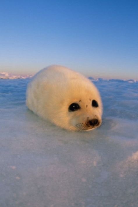 A fluffy white baby seal pup rests on a snowy, icy surface under a clear blue sky. The image is overlaid with the text 'i'm…