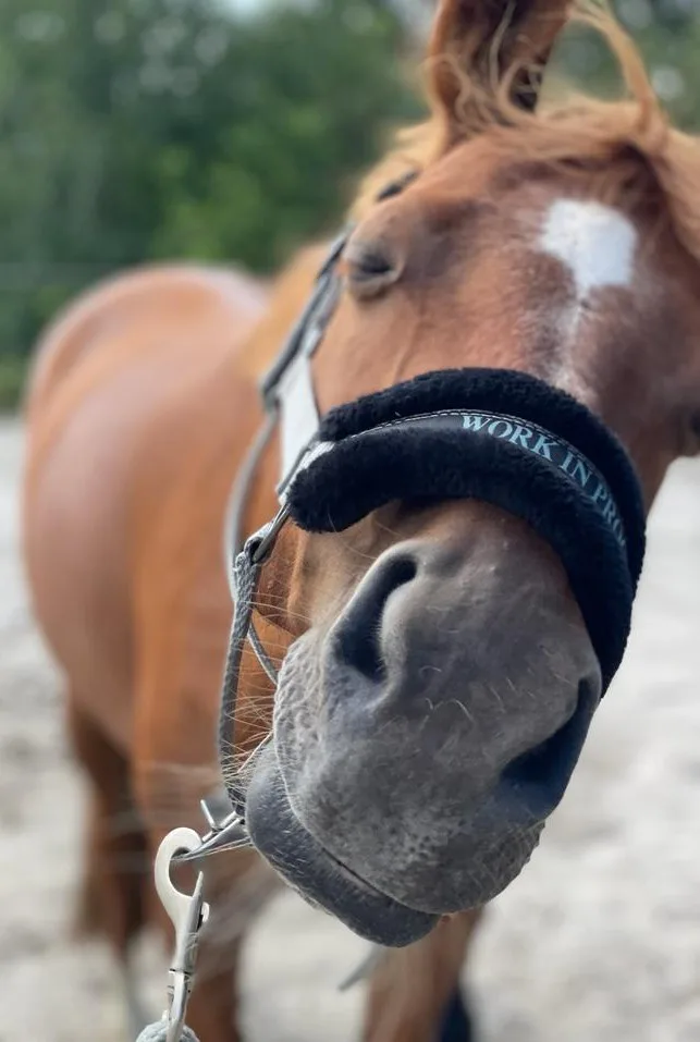 A close-up photo of a brown horse with a white marking on its forehead, wearing a black padded halter. The halter has the…