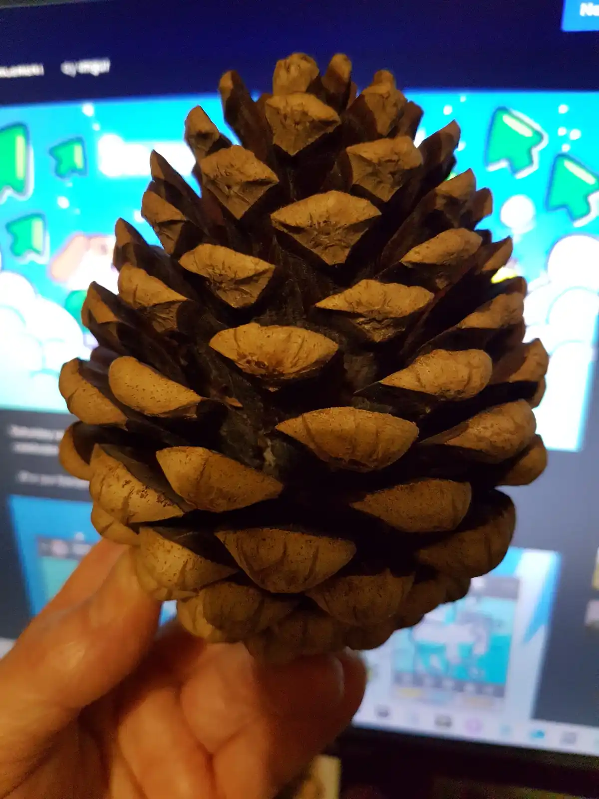 Cheering for the cones!