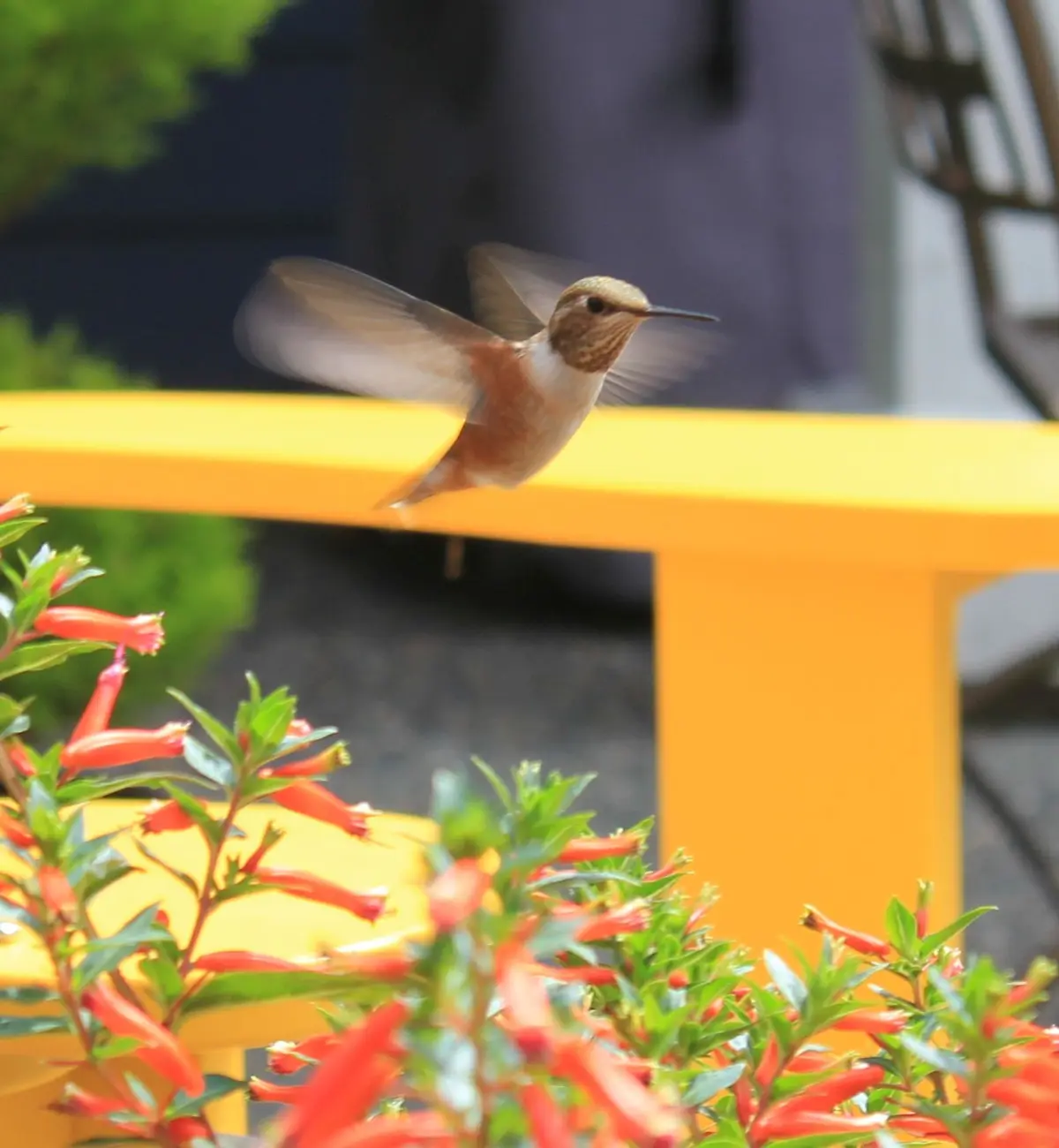 A hummingbird hovers mid-air near red tubular flowers, its wings blurred from rapid motion, with a bright yellow bench in…