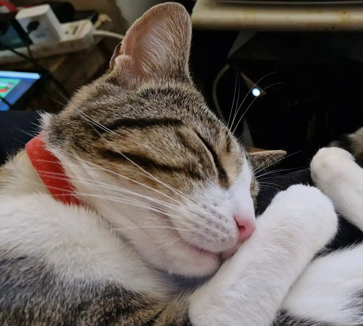 A close-up photo of a tabby and white cat with a red collar, sleeping peacefully with its eyes closed and paws tucked under…