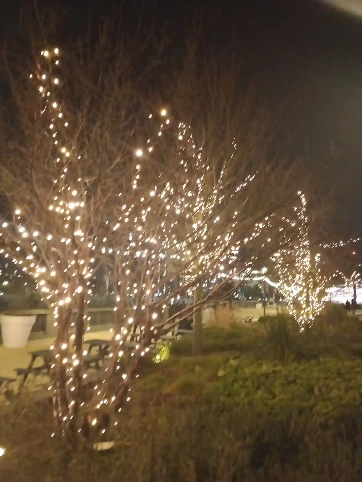 a nighttime photo of a bare-branched tree decorated with numerous small, warm white string lights, creating a festive or…