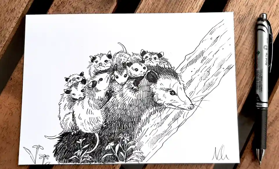 A black-and-white ink drawing shows a mother opossum carrying numerous baby opossums clinging to her back as she climbs a…