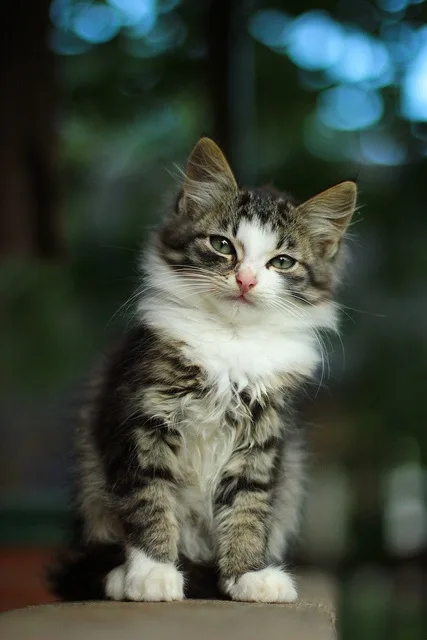 a fluffy tabby and white kitten sits upright on a surface, looking directly at the camera with wide, innocent eyes. The…