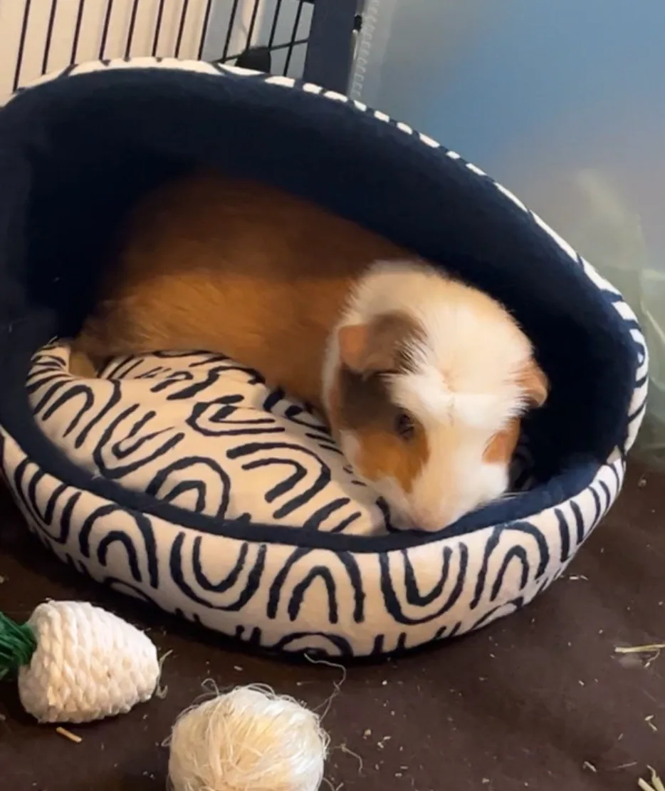 A brown and white guinea pig is curled up and sleeping inside a round, navy and cream patterned pet bed. The bed sits on a…