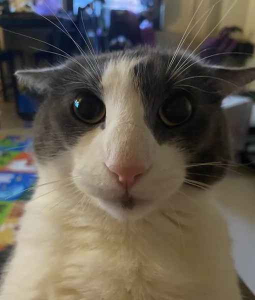 A close-up photo of a gray and white cat staring directly at the camera with wide, unblinking eyes. The cat has a white…