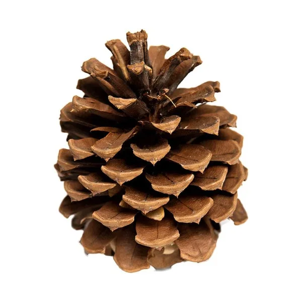 A close-up photograph of a single, brown pine cone against a plain white background. The cone is upright, showing its…