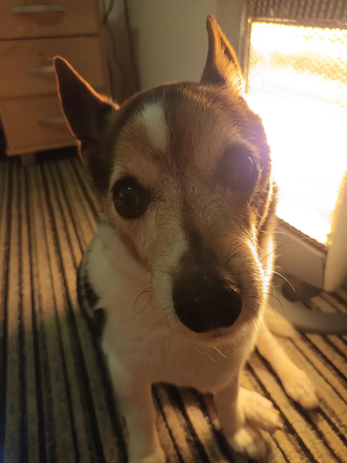A small dog with brown and white fur sits on a striped rug, looking directly at the camera with large, expressive eyes…