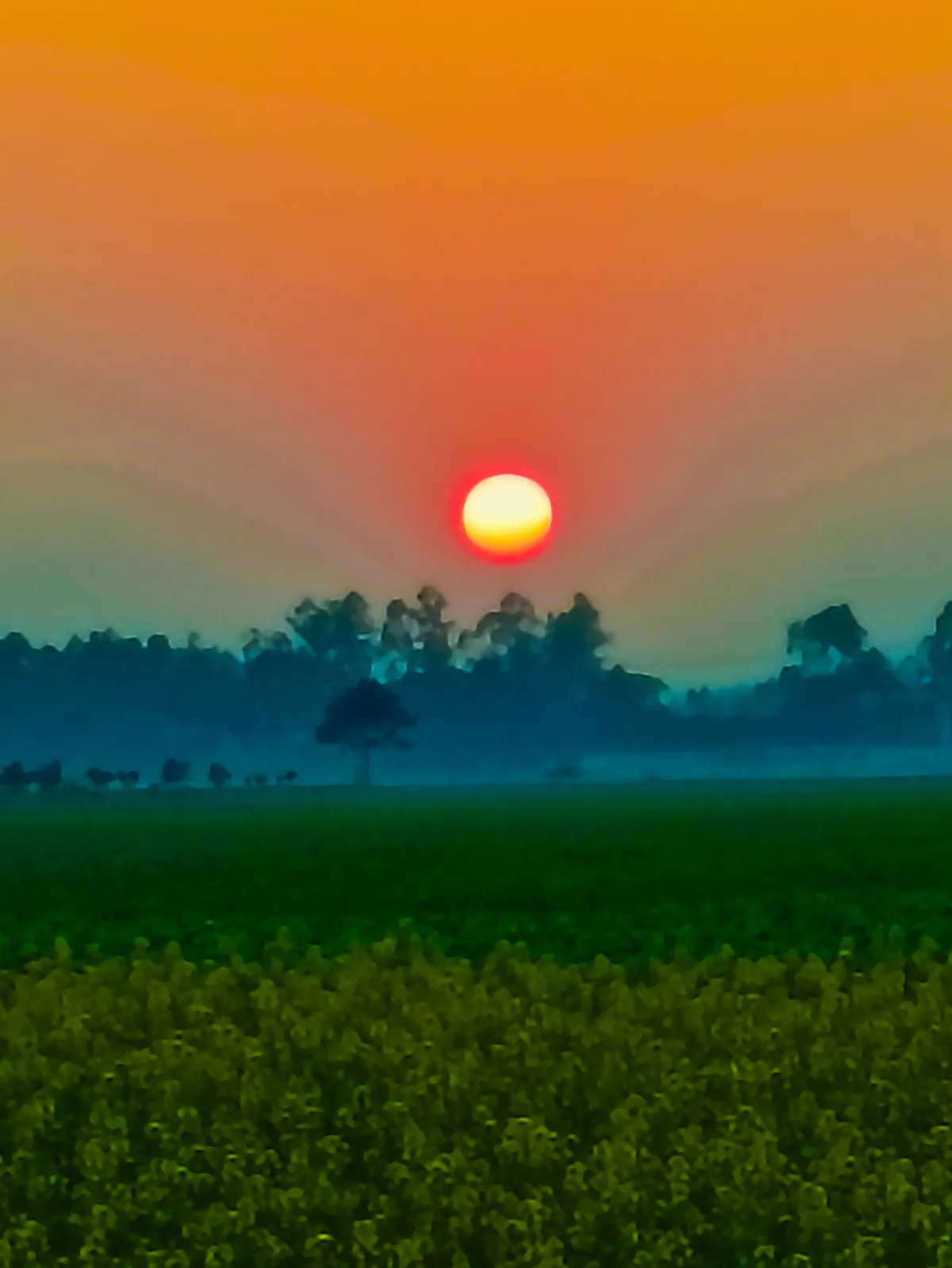 A vibrant sunset over a green field with trees in the distance, overlaid with the text 'i'm not lazy, i'm in energy-saving…