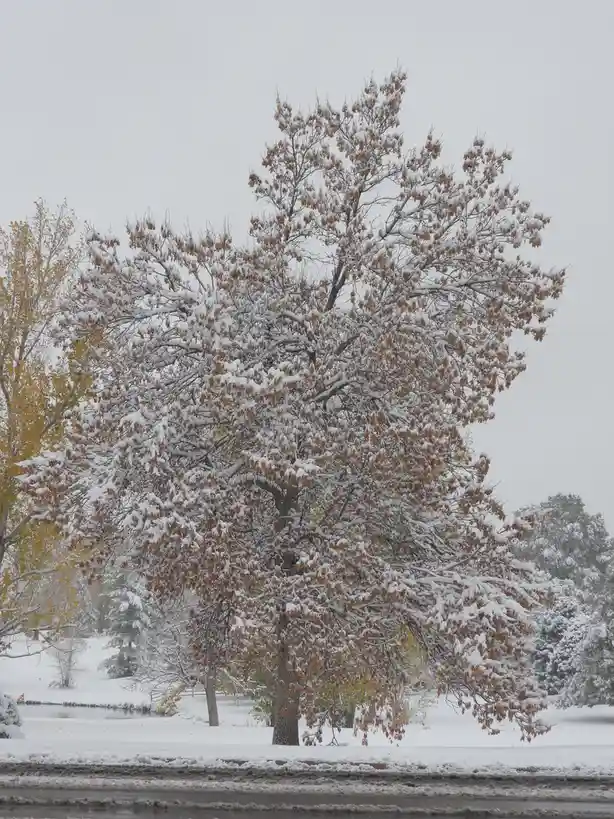 A large tree with brown, autumn leaves is heavily covered in snow, standing in a snowy landscape with other snow-dusted…