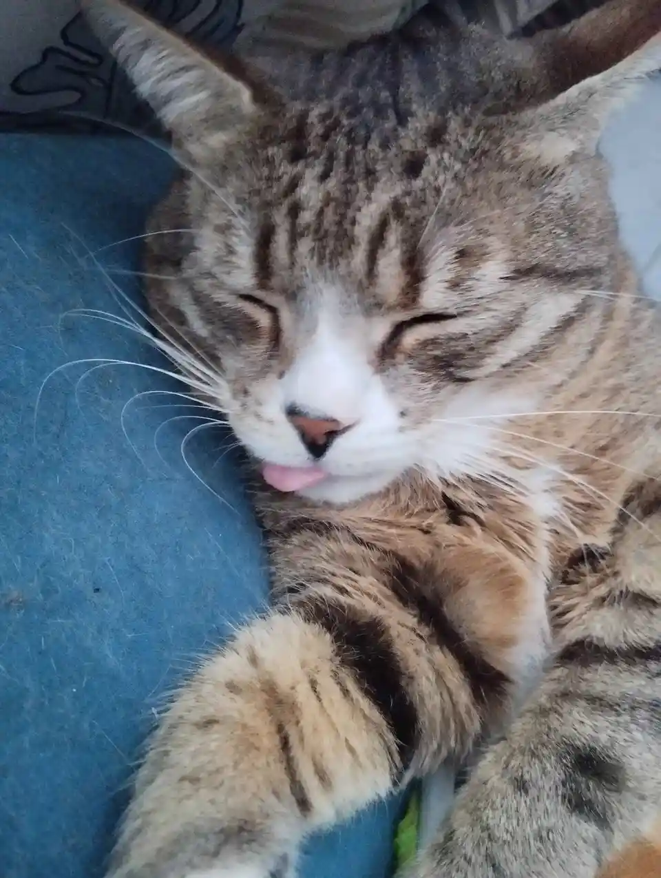 A close-up photo of a tabby cat with closed eyes and its pink tongue sticking out, lying on a blue surface. The cat has a…