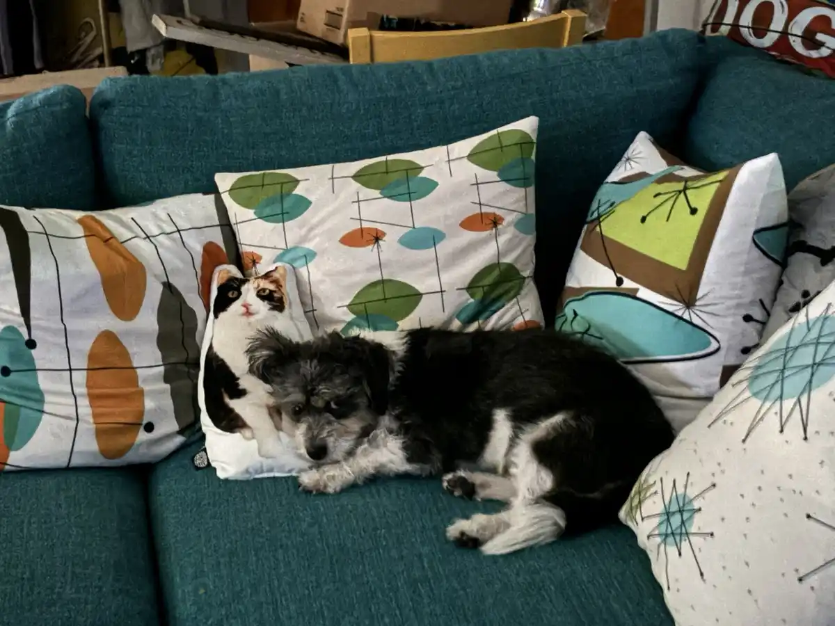 A small black and white dog lies on a teal couch next to a pillow with a cat's face printed on it. The dog looks directly at…