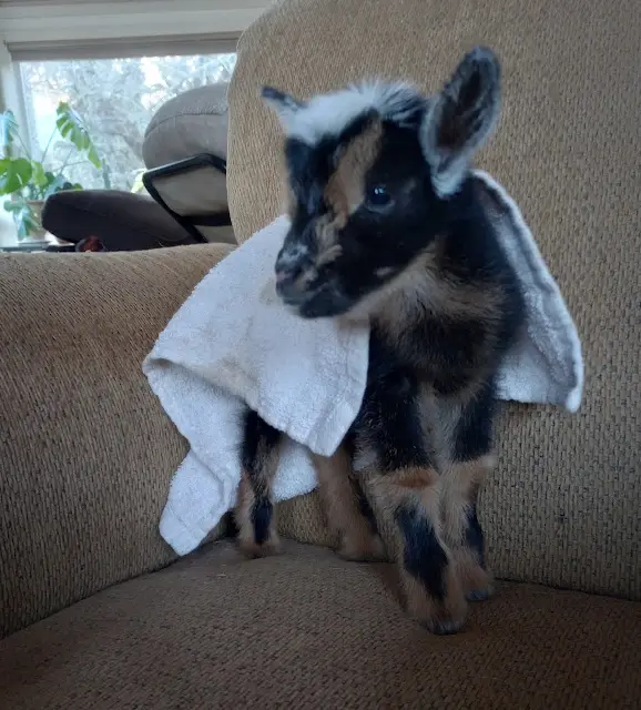 a small black and tan goat with a white-tipped mane and large ears stands on a brown textured couch, draped in a white towel…