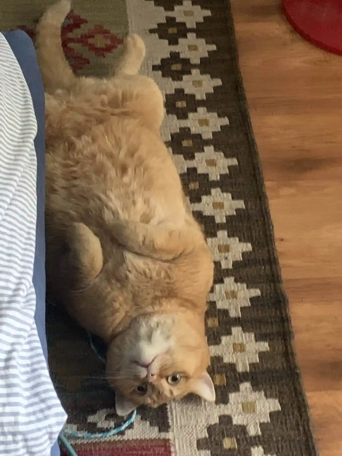 An orange tabby cat is lying on its back on a patterned rug, looking up with a relaxed expression. Its paws are curled up…
