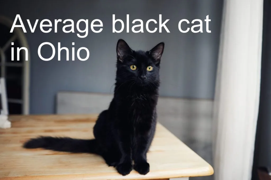 A black cat with yellow eyes sits upright on a light wooden table, looking directly at the camera. White text overlaid on…
