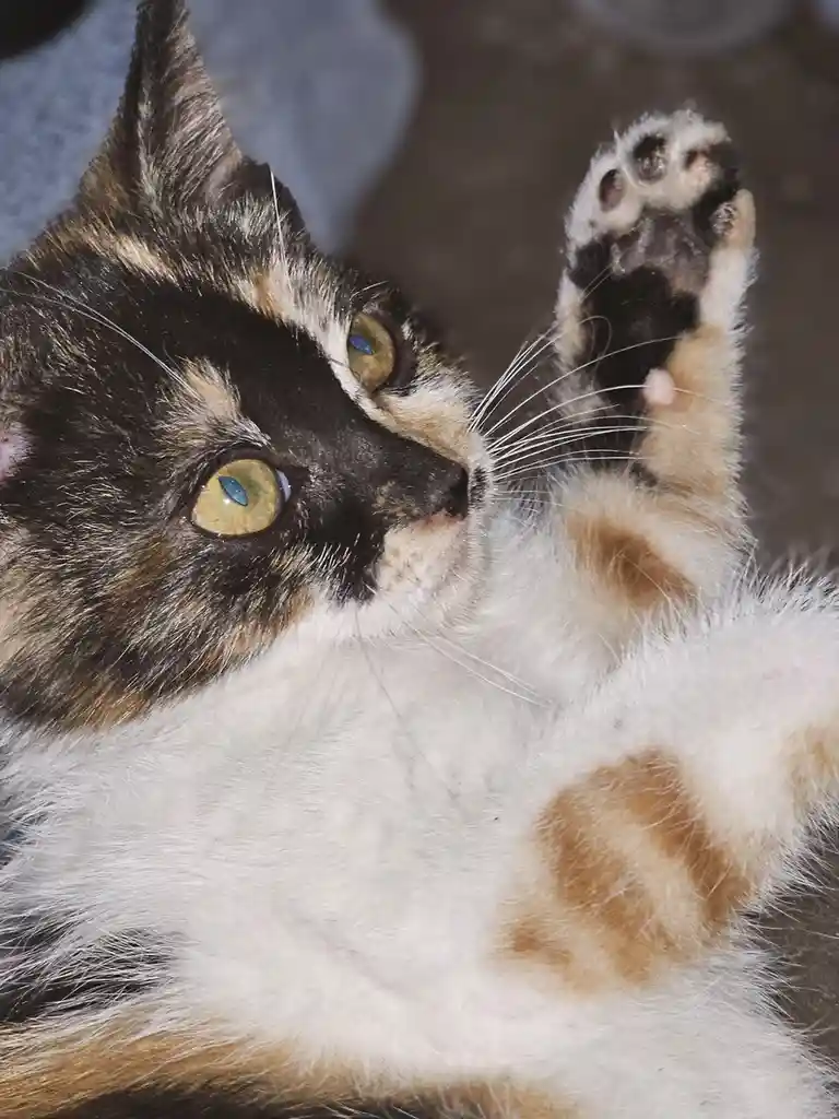 A close-up photo of a calico cat lying on its back with one paw raised, looking up with wide, relaxed eyes. The cat has…