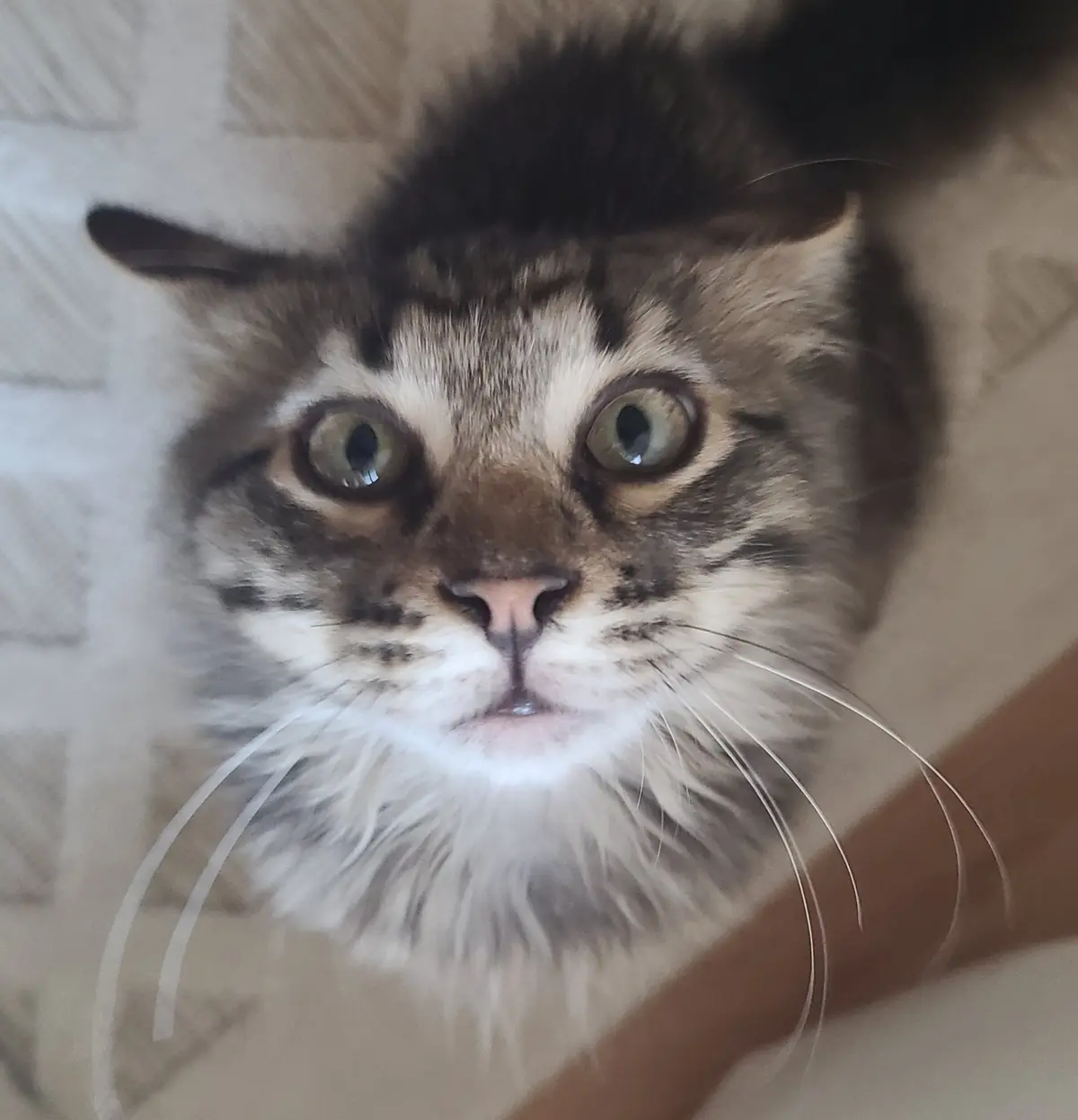 A close-up photo of a fluffy, long-haired tabby cat with wide, startled green eyes looking directly at the camera, its mouth…