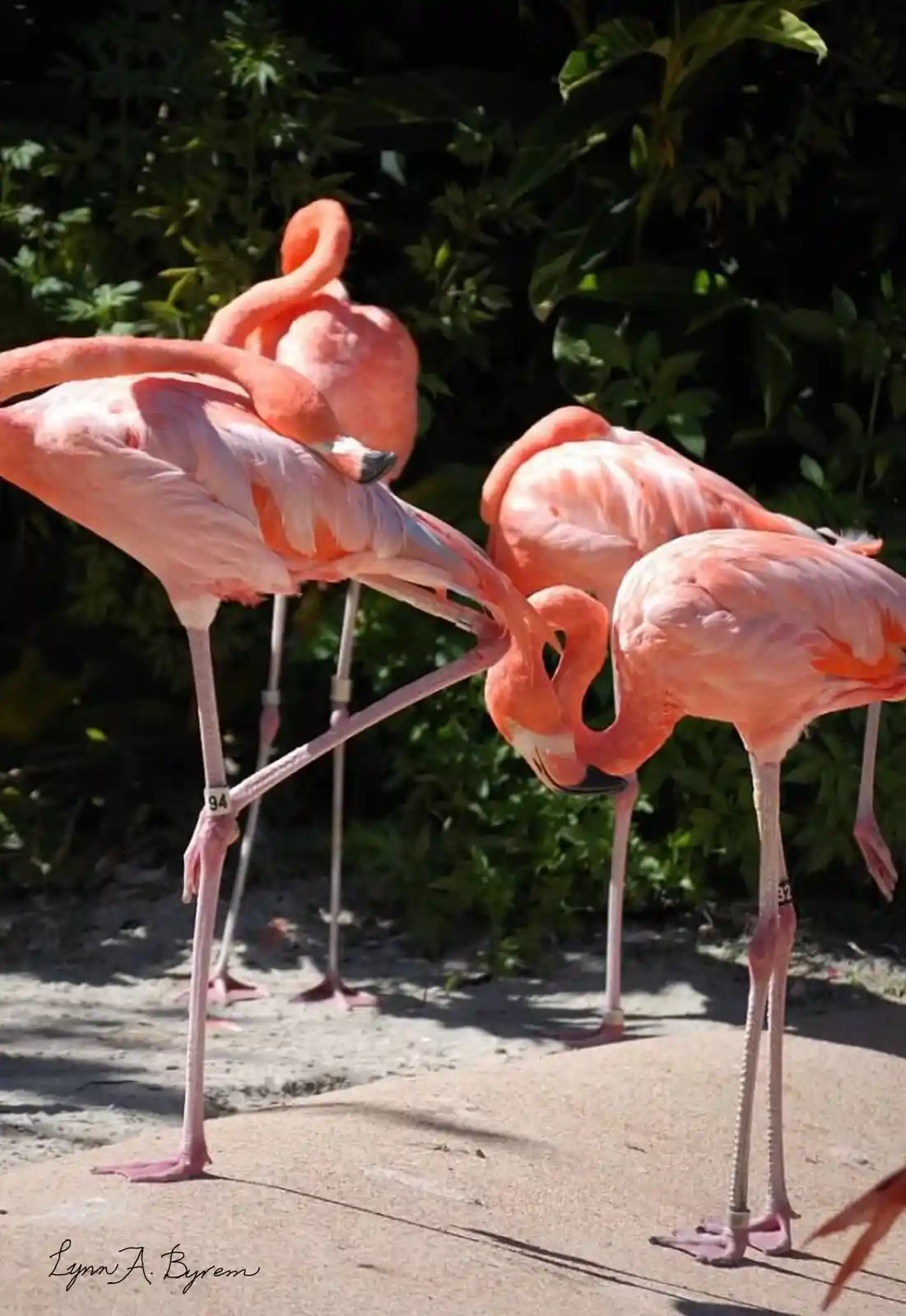 Several pink flamingos stand on one leg in a zoo or wildlife park, with two in the foreground appearing to stare intensely…