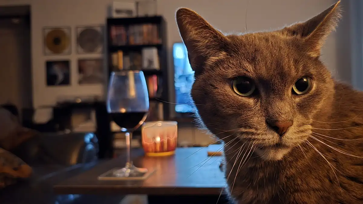 A close-up of a brown cat with wide, intense eyes staring directly at the camera, positioned beside a glass of red wine and…
