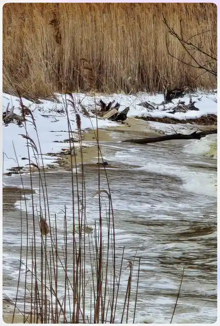 A snowy riverbank with brown reeds and flowing water, overlaid with the text 'i'm not lazy, i'm in energy-saving mode'.
