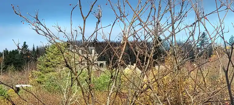 A photograph shows a large, ornate house partially obscured by dense, bare winter branches with small red berries. The…