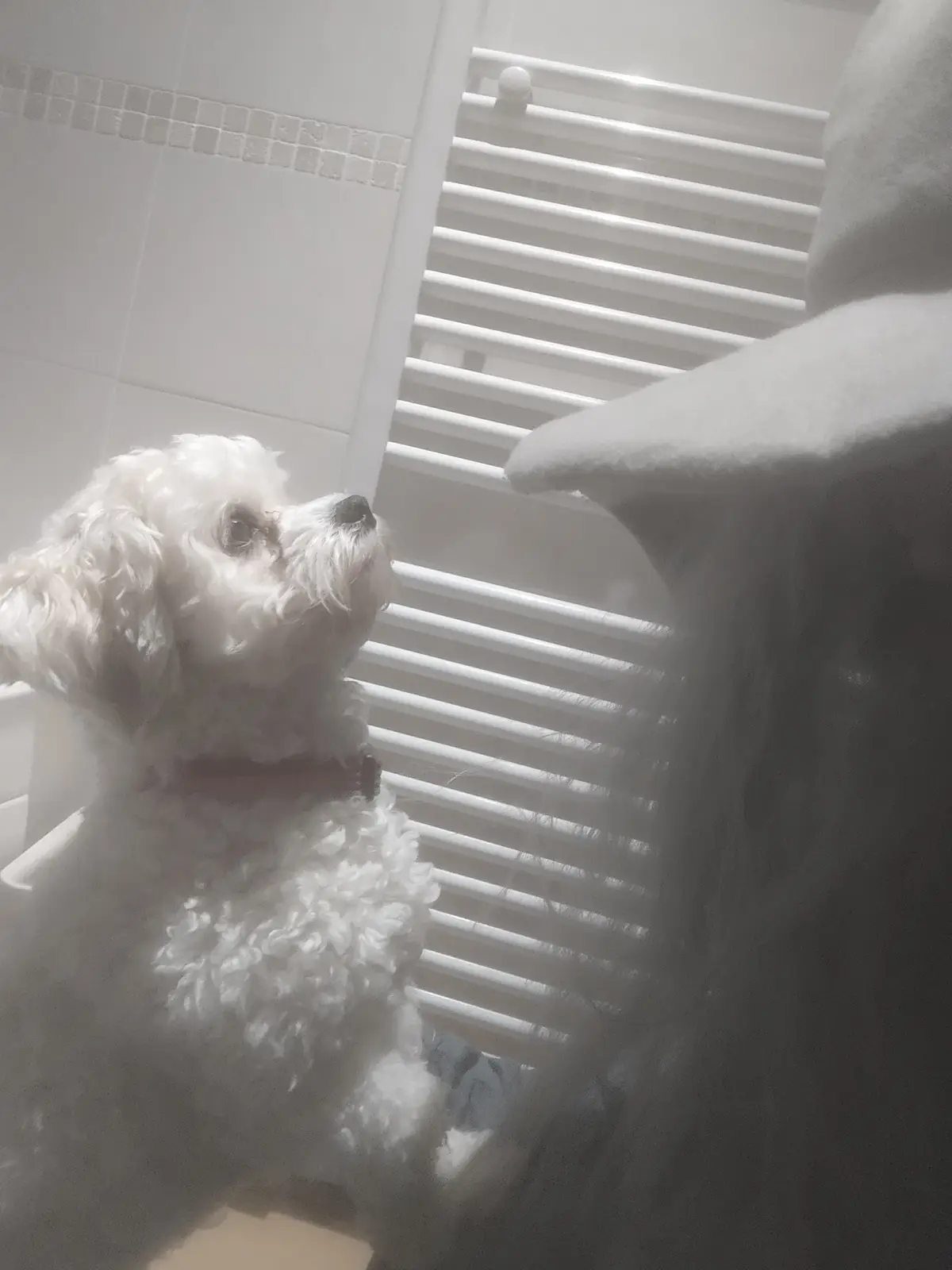 The Hobbit: Canine Edition – A Furry Adventure