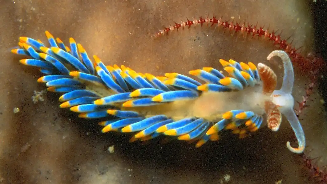 A vibrant blue and yellow sea slug with orange-tipped appendages rests on a brown surface next to a red spiny sea creature…
