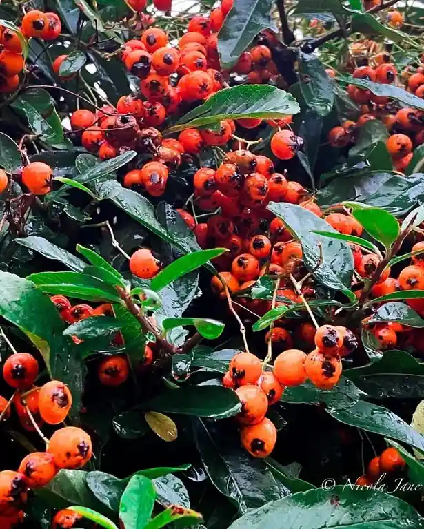 A close-up photo of a bush covered in bright orange berries and glossy green leaves, many of which are speckled with dark…