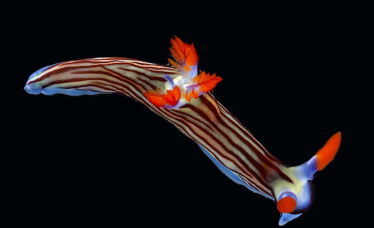 A vibrant, striped sea slug with orange appendages and blue-tipped ends glides against a black background. Overlaid text…