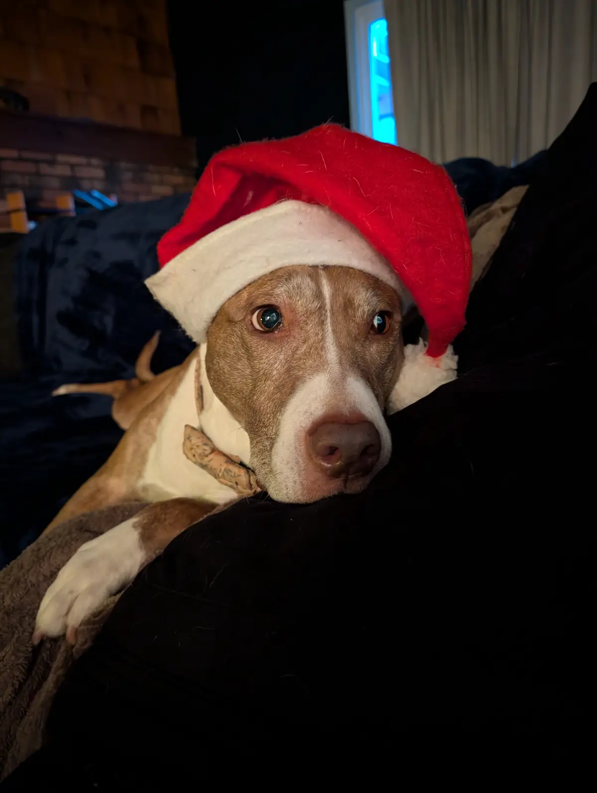 A brown and white dog with a sad, pleading expression wears a red and white Santa hat while resting on a dark couch. The…
