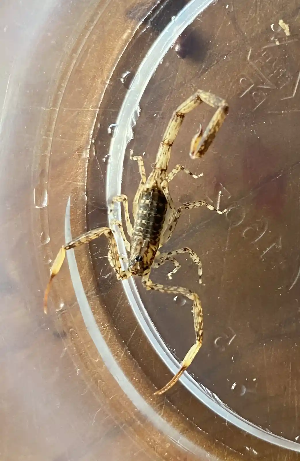 A small, patterned scorpion with brown and tan markings is visible inside a clear plastic container, clinging to the inner…