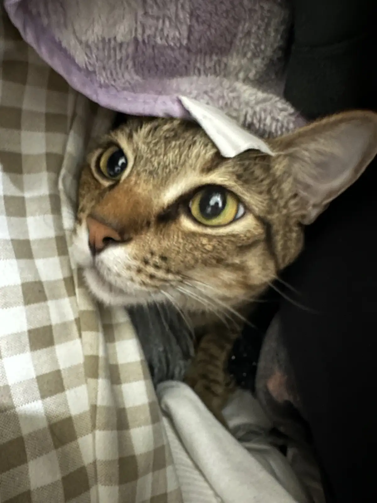 A tabby cat with wide, startled eyes peeks out from under blankets, a small white paper corner stuck to its forehead like a…