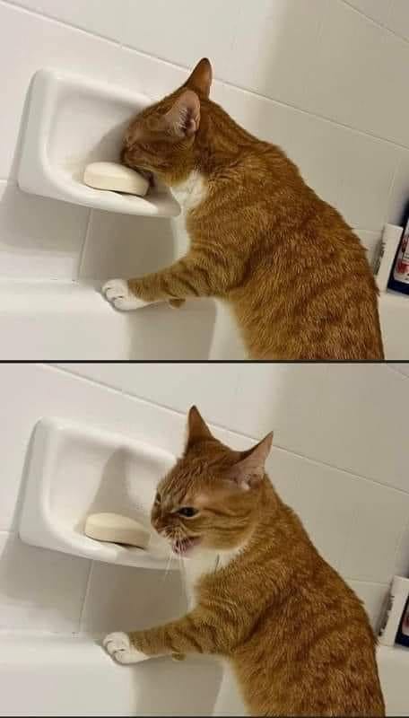 A two-panel image shows an orange tabby cat in a bathroom. In the top panel, the cat is leaning into a white soap dish…