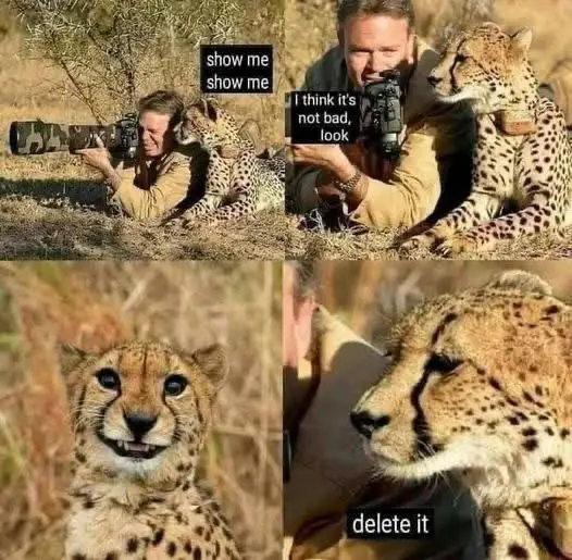 A four-panel image shows a man with a camera and a cheetah. In the first panel, the man asks the cheetah to 'show me show…