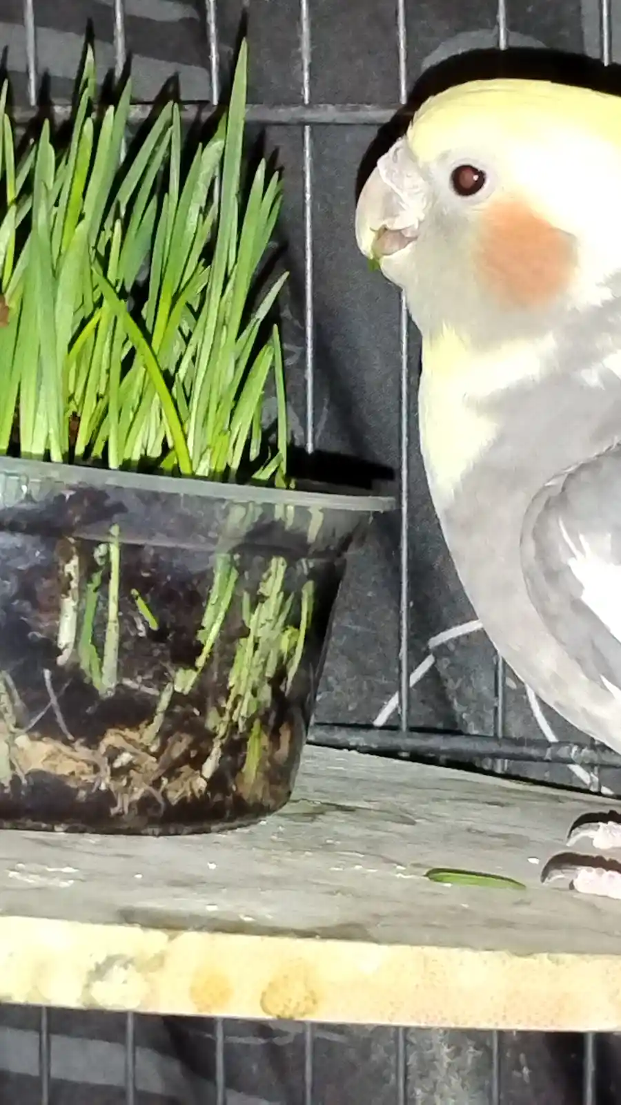 A close-up photo shows a cockatiel with white and grey feathers and a peach-colored cheek patch, standing inside a cage next…