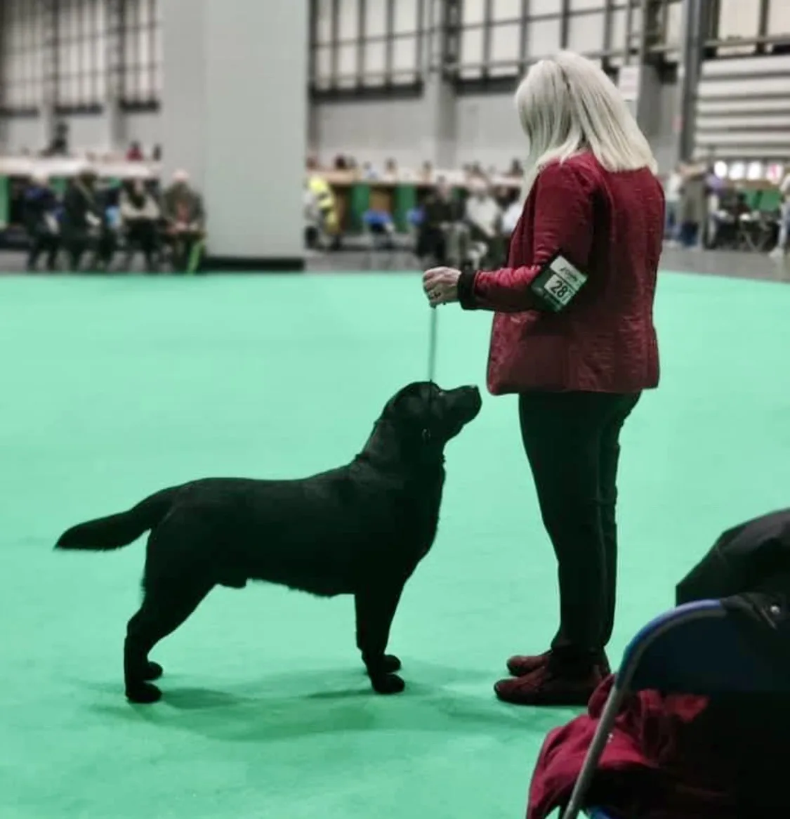 A black Labrador Retriever stands attentively on a green carpet at what appears to be a dog show, looking up at its handler…