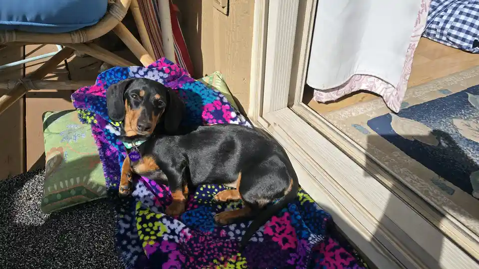 A black and tan dachshund named Gwen lies comfortably on a colorful, patterned blanket placed on a green pillow beside a…