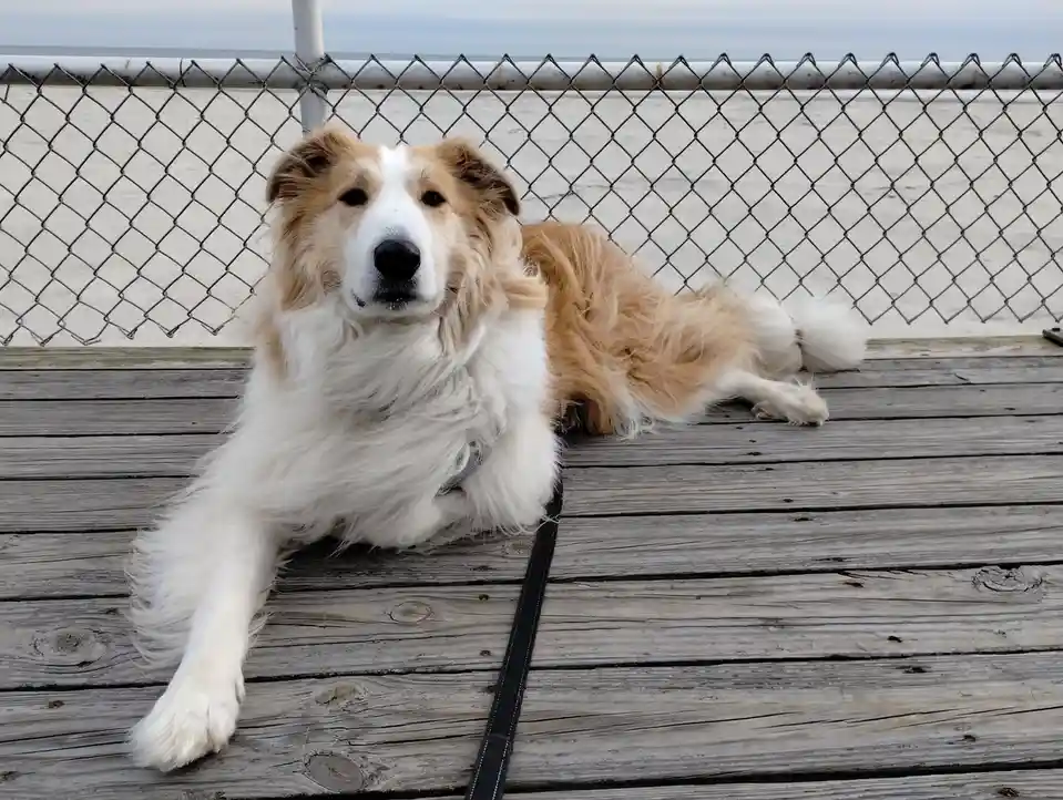 A fluffy, tan-and-white dog with a black nose lies relaxed on weathered wooden planks, behind a chain-link fence with a…