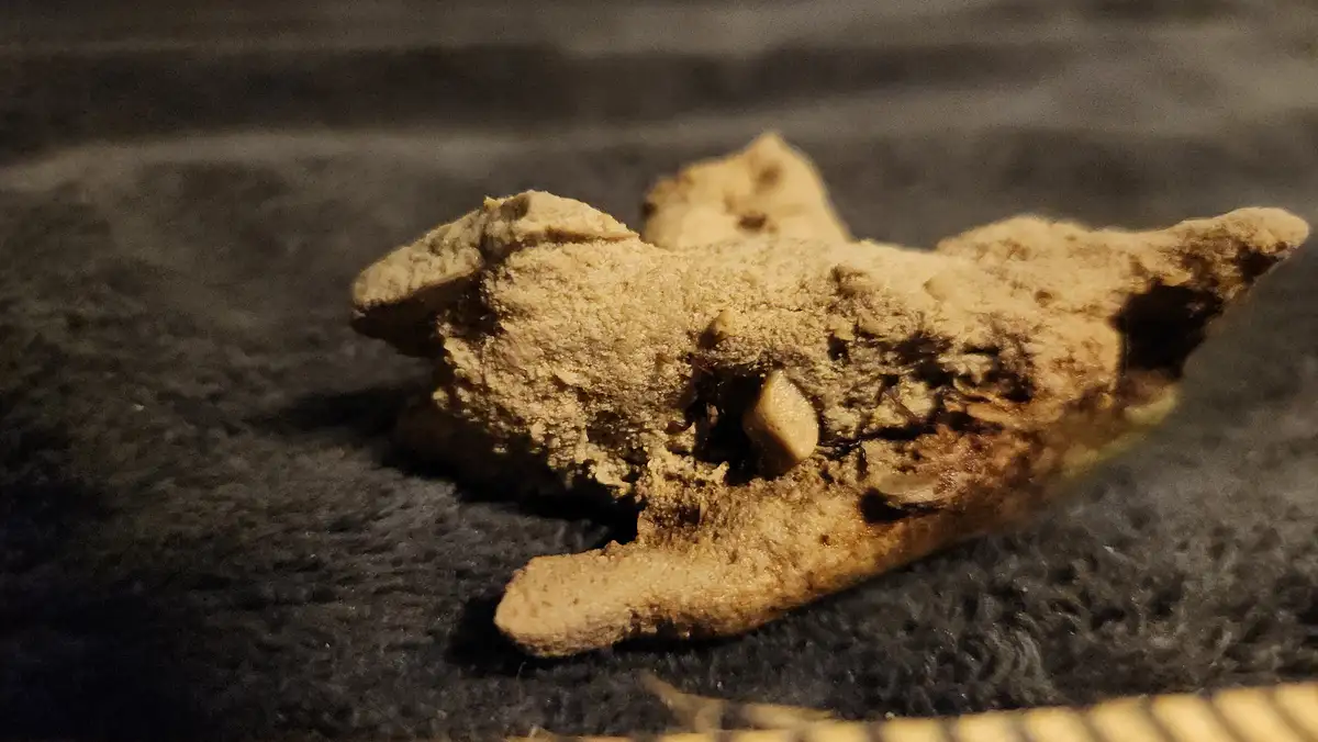 A close-up photo shows a partially eaten, crumbly, tan-colored cookie with visible chocolate chips, resting on a dark…